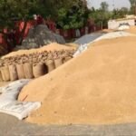 पंजाब में गेहूं खरीद ने 100 लाख मीट्रिक टन का आंकड़ा किया पार, 21 हजार करोड़ से ज्यादा का भुगतान जारी